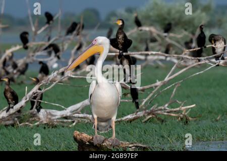 Pélican dalmatien (Pelecanus crispus) debout devant la colonie de Cormorans (Phalacrocoracidae), lac Kerkini, Macédoine, Grèce Banque D'Images