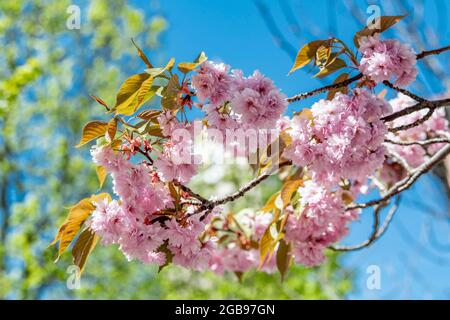 La cerise fleurit sur un arbre à Schrannenplatz, à Erding, en haute-Bavière, en Bavière, en Allemagne Banque D'Images