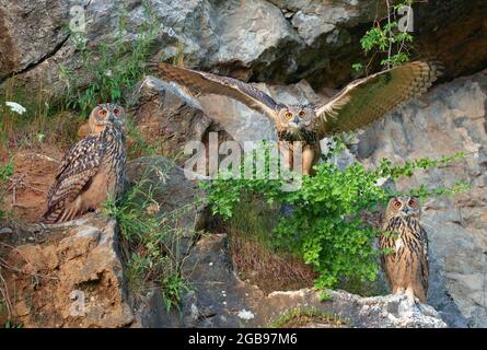 Trois jeunes aigles-hiboux eurasiens (Bubo bubo) dans une carrière, Sauerland, Allemagne Banque D'Images