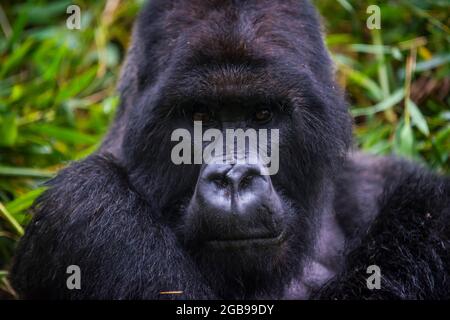 Gorille de montagne (Gorilla beringei beringei), le Parc National des Virunga, le Rwanda, l'Afrique Banque D'Images