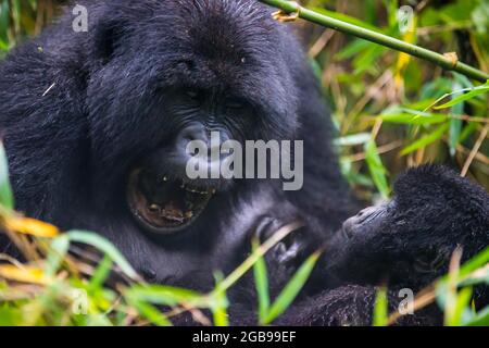 Gorille de montagne (Gorilla beringei beringei), le Parc National des Virunga, le Rwanda, l'Afrique Banque D'Images