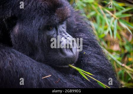 Gorille de montagne (Gorilla beringei beringei), le Parc National des Virunga, le Rwanda, l'Afrique Banque D'Images