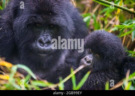 Gorille de montagne (Gorilla beringei beringei), le Parc National des Virunga, le Rwanda, l'Afrique Banque D'Images