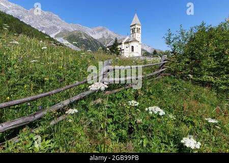 Prairie de montagne avec clôture et fleurs carotte sauvage (Daucus carota), église paroissiale de Saint-Gertaud, massif d'Ortler à l'arrière, village de montagne de Banque D'Images