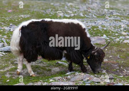 Yak domestique tibétain (Bos grunniens), yak, yak de Reinhold Messner, pâturage sur pâturage alpin près du village de montagne Sulden, Solda, district de la Banque D'Images