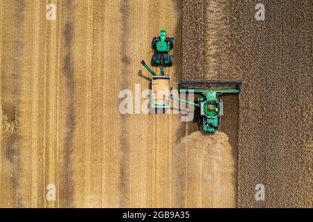 Temps de récolte - ces agriculteurs travaillent dur pour nous nourrir. Banque D'Images