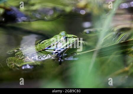 Grenouille comestible, Pélophylax esculentus également connu sous le nom de grenouille d'eau commune ou grenouille verte, européenne à pois noirs, grenouille d'étang européenne à pois noirs, et Banque D'Images