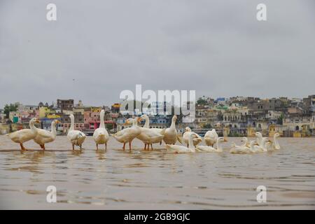 Pushkar, Inde. 02 août 2021. Le lac de Pushkar est l'un des lieux de pèlerinage les plus importants ainsi que le site de la célèbre foire de Pushkar. Entouré de nombreux temples et ghats (lieux de baignade), le lac attire des milliers de dévotés chaque année à son seuil, pour gagner la distinction spirituelle et atteindre le salut en plongeant dans ses eaux saintes. (Photo de Shaukat Ahmed/Pacific Press) Credit: Pacific Press Media production Corp./Alay Live News Banque D'Images