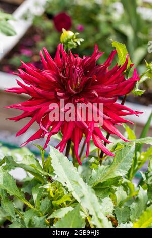 'Taum Sauk' semi-cactus dahlia, semi Kaktus dahlia (Dahlia x hortensis) Banque D'Images