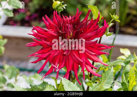 'Taum Sauk' semi-cactus dahlia, semi Kaktus dahlia (Dahlia x hortensis) Banque D'Images