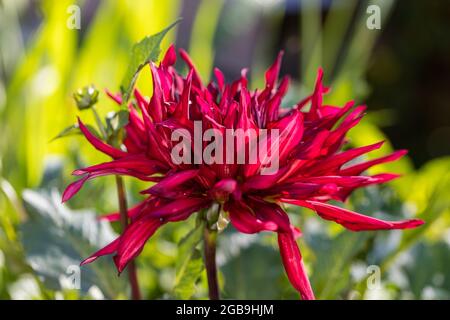 'Taum Sauk' semi-cactus dahlia, semi Kaktus dahlia (Dahlia x hortensis) Banque D'Images