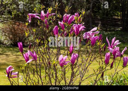 'susan' Lily magnolia, Liljemagnolia (Magnolia liiliiflora) Banque D'Images