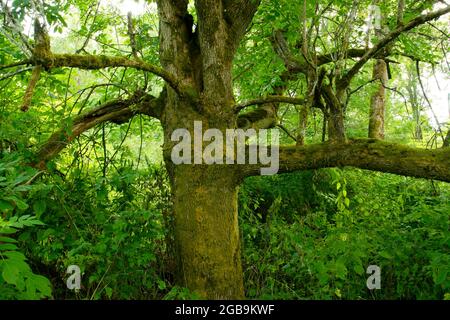 Une photo extérieure d'une forêt du Nord-Ouest du Pacifique avec un arbre de frêne Banque D'Images