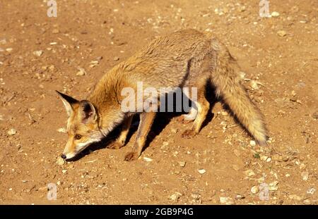 Le renard roux (Vulpes vulpes). Le renard roux est le plus grand des vrais renards, tout en étant le plus géographiquement Carnivora, membre de l'être Banque D'Images