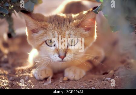Chat de sable (Felis margarita), également connu sous le nom de chat des dunes de sable, est le seul que l'on trouve surtout dans les félidés véritable désert. Photographié en Israël dans l'Arava Des Banque D'Images