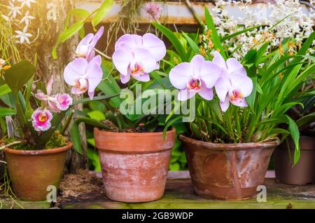 Les orchidées fleurissent dans des pots d'argile dans une forêt tropicale humide Banque D'Images