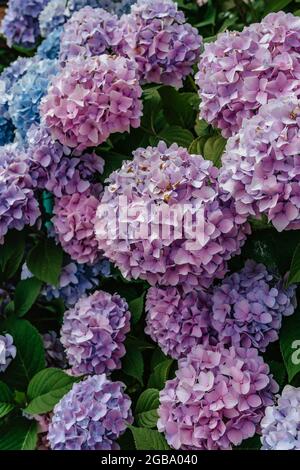 Fleurs d'Hydrangea roses et violettes, Hydrangea macrophylla. Fleurs d'été fraîches dans le jardin. Brousse colorée de l'hortensia. Gros plan de fleurs luxuriantes Banque D'Images