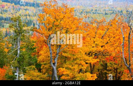 Les collines aux couleurs vives du nord du Minnesota attirent les touristes en automne pour admirer les spectaculaires forêts colorées. Banque D'Images