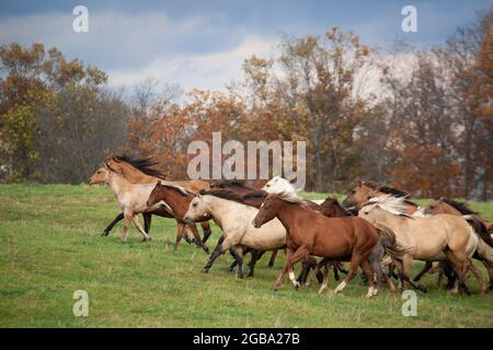 Troupeau de chevaux de quartier qui galopent dans un champ herbacé sur une ferme en automne, comté de Fulton, Pennsylvanie, États-Unis Banque D'Images