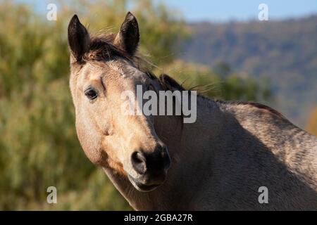 Buckskin quart tête de cheval avec les oreilles vers l'avant, à l'extérieur dans le pâturage. Banque D'Images