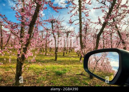 verger d'arbres de pêche en fleurs au printemps dans la plaine de Veria dans le nord de la Grèce Banque D'Images