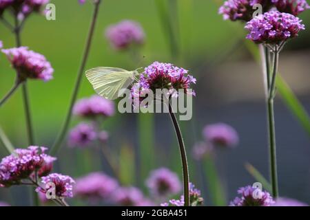 piris, papillon blanc brillant, se nourrissant sur Purpetop Verbain en pleine floraison Banque D'Images