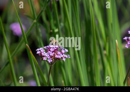 fleurs violettes de verveine commune avec buvant des abeilles polliniques vue rapprochée en été Banque D'Images