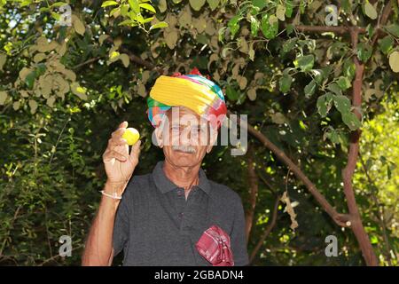 Un portrait rapproché d'un fermier d'origine indienne, portant un turban coloré sur sa tête, regarde la caméra, montrant le fruit d'un citron mûr, indien loin Banque D'Images