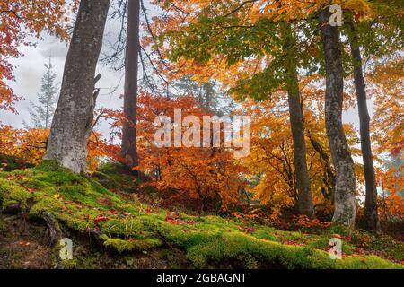forêt d'automne le matin brumeux. hêtres dans un feuillage coloré. magnifique fond de nature. temps pluvieux Banque D'Images