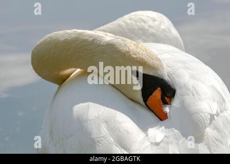 Cygne blanc reposant dans l'eau Banque D'Images