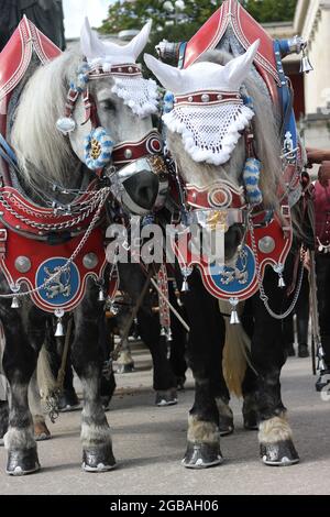 Portrait de cheval à octoberfest, Oktoberfest, paire de chevaux de brasserie de charrette, chevaux à sang froid, chevaux de calèche avec bride décorative. Banque D'Images