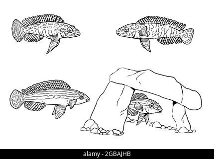 Сichlids du lac Tanganyika pour la coloration. Poisson africain coloré Julidochromis. Livre de coloriage pour les enfants et les adultes. Banque D'Images