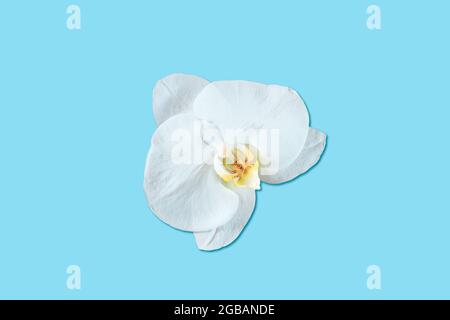 Orchidée Phalaenopsis isolée sur fond bleu. Banque D'Images