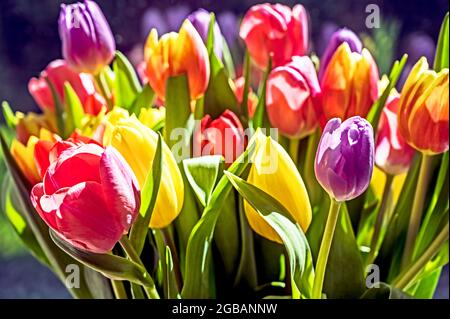 Bande colorée de tulipes; Bunter Tulpenstraß Banque D'Images