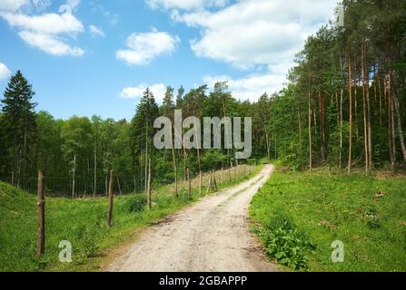 Route dans une forêt par une belle journée d'été. Banque D'Images