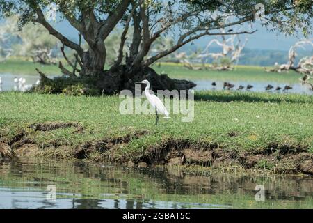 Lac Kerkini, Grèce, 13 juillet 2021 : le petit Egret est une espèce d'oiseau de la famille des Ardeidae. Banque D'Images