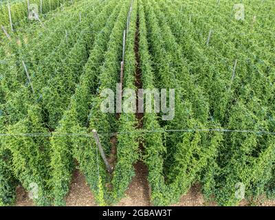 Hop plantation dans le sud d'en haut Banque D'Images