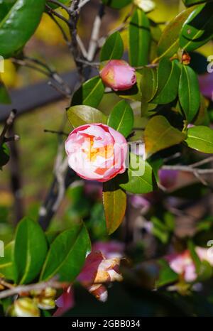 Une fleur de camellia japonica rose en fleur sur l'arbre Banque D'Images