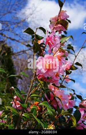 Une fleur de camellia japonica rose en fleur sur l'arbre Banque D'Images