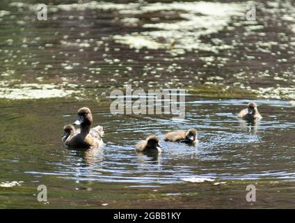 Le canard touffeté est le plus commun de la famille des canards plongeurs. Ici, une femelle regarde sur ses conduits nouvellement éclos qui plongent et se nourrissent eux-mêmes Banque D'Images