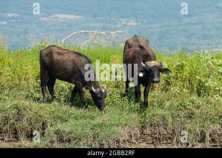 Lac Kerkini, Grèce, 13 juillet 2021 : le buffle Levantine est une race de buffle des marais, également connu sous le nom de buffle domestique. Banque D'Images