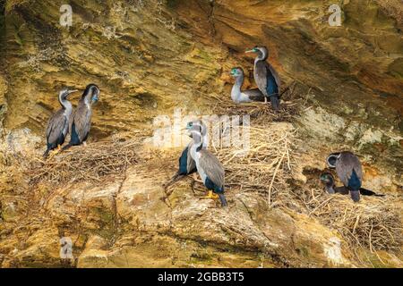 Des scories tachetées, également connues sous le nom de cormorans tachetés, nichent sur une falaise côtière escarpée. Photographié dans le Queen Charlotte Sound, Nouvelle-Zélande Banque D'Images