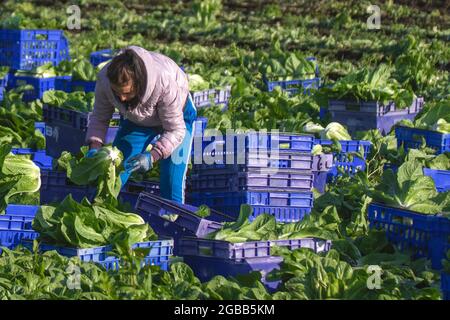 Légumes de ferme pickes à Tarleton, dans le Lancashire. Météo au Royaume-Uni 3 août 2021 ; condtions lumineuses et ensoleillées dans la région connue sous le nom de « salad Bowl » pour la cueillette de COS ou de laitue romaine (Romano) pour les supermarchés ASDA. Les travailleurs sur le terrain bulgares et d'Europe de l'est ont remplacé les travailleurs migrants de l'UE dans cette région du Royaume-Uni, car les restrictions sur les vols de covid ont empêché le nombre habituel de travailleurs saisonniers européens de se rendre au Royaume-Uni. Les employeurs du Royaume-Uni peuvent embaucher des travailleurs de Bulgarie et de Roumanie pour pourvoir des postes dans diverses circonstances. Crédit : MediaWorldImages/AlamyLiveNews Banque D'Images