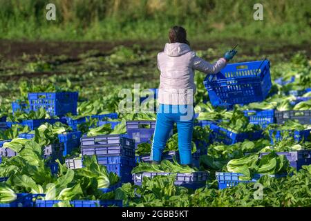 Légumes de ferme pickes à Tarleton, dans le Lancashire. Météo au Royaume-Uni 3 août 2021 ; condtions lumineuses et ensoleillées dans la région connue sous le nom de « salad Bowl » pour la cueillette de COS ou de laitue romaine (Romano) pour les supermarchés ASDA. Les travailleurs sur le terrain bulgares et d'Europe de l'est ont remplacé les travailleurs migrants de l'UE dans cette région du Royaume-Uni, car les restrictions sur les vols de covid ont empêché le nombre habituel de travailleurs saisonniers européens de se rendre au Royaume-Uni. Les employeurs du Royaume-Uni peuvent embaucher des travailleurs de Bulgarie et de Roumanie pour pourvoir des postes dans diverses circonstances. Crédit : MediaWorldImages/AlamyLiveNews Banque D'Images