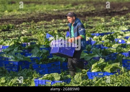 Cueilleurs de produits agricoles à Tarleton, dans le Lancashire. Météo au Royaume-Uni 3 août 2021 ; des conditions ensoleillées et lumineuses dans la région connue sous le nom de « salad Bowl » pour la cueillette de la laitue COS ou Romaine (Romano) pour les supermarchés ASDA. Les travailleurs sur le terrain bulgares et d'Europe de l'est ont remplacé les travailleurs migrants de l'UE dans cette région du Royaume-Uni, car les restrictions sur les vols de covid ont empêché le nombre habituel de travailleurs saisonniers européens de se rendre au Royaume-Uni. Les employeurs du Royaume-Uni peuvent embaucher des travailleurs de Bulgarie et de Roumanie pour pourvoir des postes dans diverses circonstances. Banque D'Images
