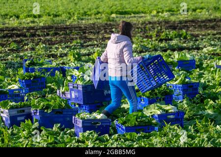 Légumes de ferme pickes à Tarleton, dans le Lancashire. Météo au Royaume-Uni 3 août 2021 ; condtions lumineuses et ensoleillées dans la région connue sous le nom de « salad Bowl » pour la cueillette de COS ou de laitue romaine (Romano) pour les supermarchés ASDA. Les travailleurs sur le terrain bulgares et d'Europe de l'est ont remplacé les travailleurs migrants de l'UE dans cette région du Royaume-Uni, car les restrictions sur les vols de covid ont empêché le nombre habituel de travailleurs saisonniers européens de se rendre au Royaume-Uni. Les employeurs du Royaume-Uni peuvent embaucher des travailleurs de Bulgarie et de Roumanie pour pourvoir des postes dans diverses circonstances. Crédit : MediaWorldImages/AlamyLiveNews Banque D'Images