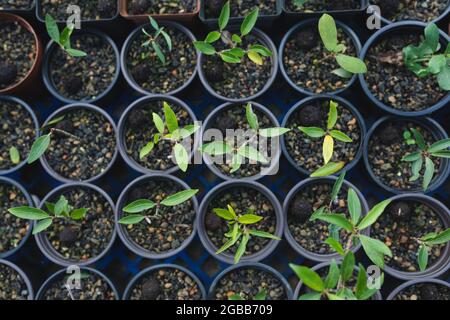 Divers semis et plantes poussant dans des pots au centre du jardin Banque D'Images