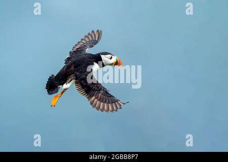 Oiseau de Puffin commun de l'Atlantique (Fratercula artica) en vol avec un ciel bleu et un espace de copie, un oiseau migrant qui peut être trouvé voler sur l'île de Skomer Banque D'Images