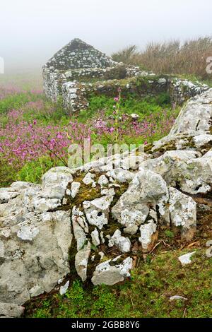 Vieux paysage de construction de ferme sur l'île Skomer Pembrokeshire South Wales UK qui est maintenant une ruine ancienne avec un mur de pierre couvert de brume, phot de fond Banque D'Images