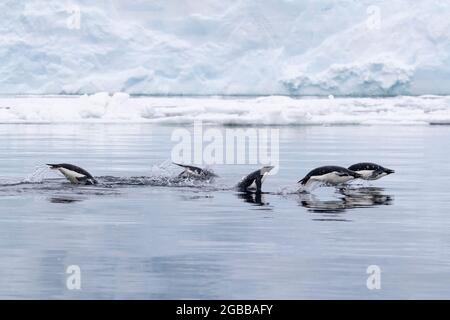 Adelie Penguins (Pygoscelis adeliae), marsouin dans la mer dans le détroit de l'Antarctique, la péninsule de la Trinité, l'Antarctique, régions polaires Banque D'Images